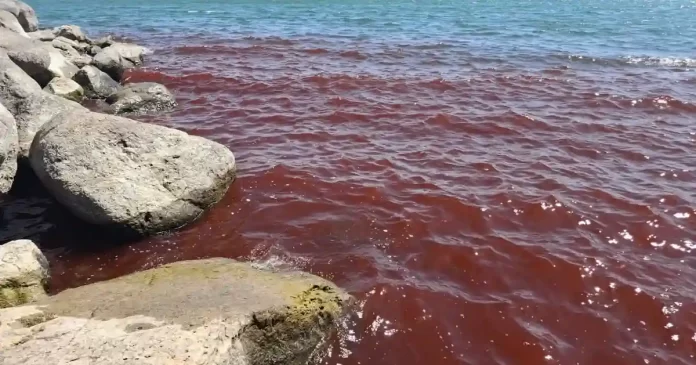 Primera-plaga-Mar-de-Galilea-se-tine-de-rojo-sangre.webp.webp
